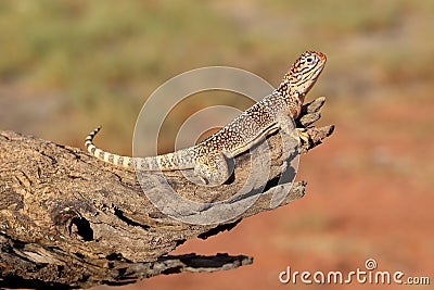 Central Netted Dragon Stock Photo