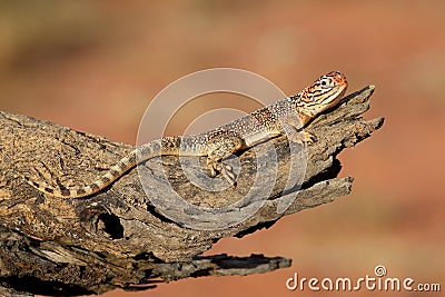 Central Netted Dragon Stock Photo