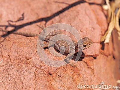 Central Netted Dragon, Ctenophorus nuchalis at Trephina Gorge, east MacDonnell ranges Stock Photo