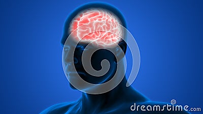 Central Organ of the Human Nervous System Brain Anatomy Stock Photo