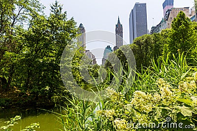 Central Park flowers Manhattan New York Stock Photo