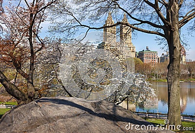 Central Park Lake with Yoshino Cherry Trees in Spring, NYC Stock Photo