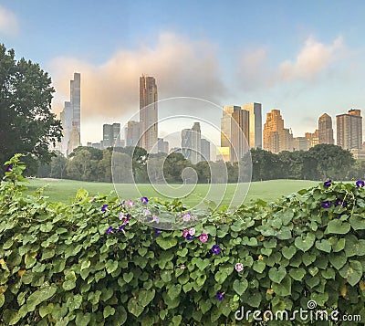 Central Park, New York City,sheep meadow Stock Photo