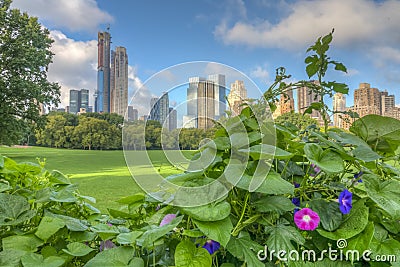 Central Park, New York City, sheep meadow Stock Photo