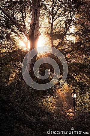 Central Park - rays of the sun passing through the branches of trees Stock Photo