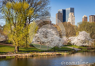 Central Park in Springtime, Blooming Yoshino Cherry Trees, New York Stock Photo