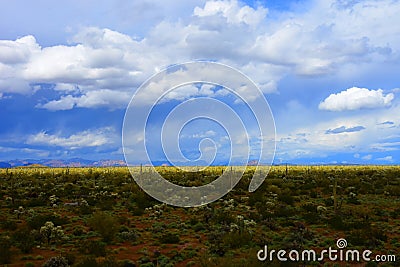 Central Sonora Desert Arizona Stock Photo