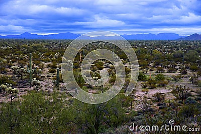 Central Sonora Desert Arizona Stock Photo