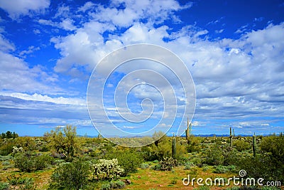 Central Sonora Desert Arizona Stock Photo