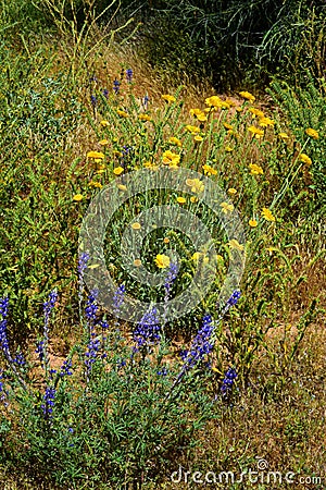 Central Sonora Desert Arizona Wildflowers, Brittlebush and Texas Bluebonnets Stock Photo