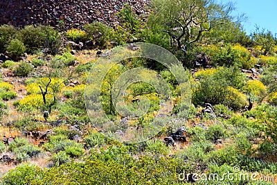 Central Sonora Desert Arizona Wildflowers, Brittlebush and Texas Bluebonnets Stock Photo