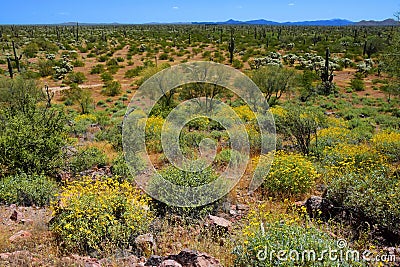 Central Sonora Desert Arizona Wildflowers, Brittlebush and Texas Bluebonnets Stock Photo