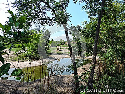 A centralized rhino and several trees around and a pond Stock Photo