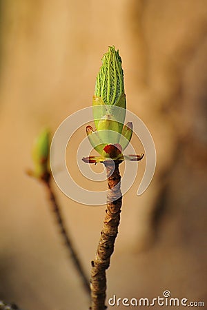 Singular Bud (Acer pseudoplatanus) Stock Photo