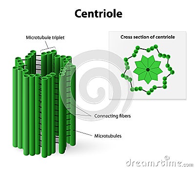 Centriole Vector Illustration