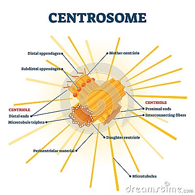 Centrosome organelle medical vector illustration diagram Vector Illustration