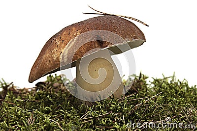 Cep. Boletus mushroom and green moss. Stock Photo