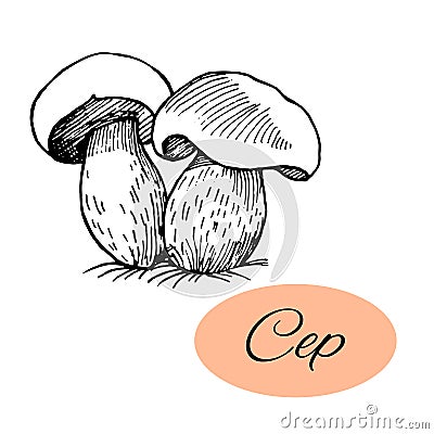 Cep Ink Drawing Vector Illustration