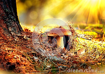 Cep mushroom growing in autumn forest Stock Photo