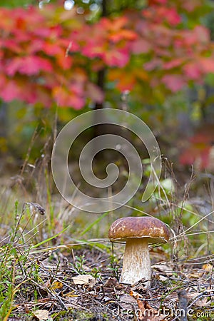 Cep mushroom under red oak tree Stock Photo