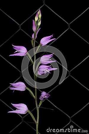 Cephalanthera rubra, beautiful wild pink orchid, very delicate. Stock Photo
