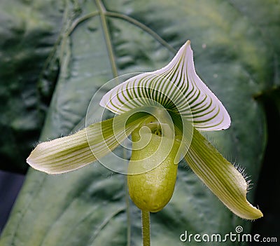 Cephalotus follicularis plants at Botanic Gardens in Singapore Stock Photo