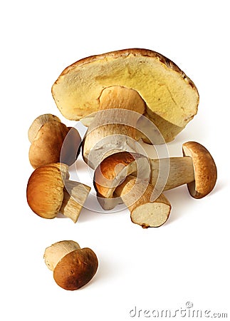 Ceps, boletus, mushrooms on white Stock Photo