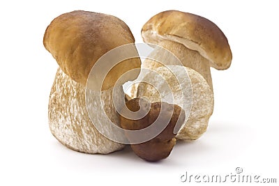 Ceps Stock Photo