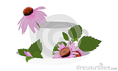 Ceramic white tea cup with echinacea leaves and flowers. Healing herbal tea Vector Illustration