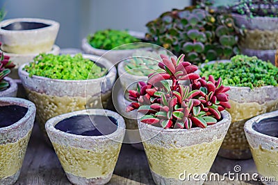 Ceramics flower pots empty and with plants, gerden decoration Stock Photo