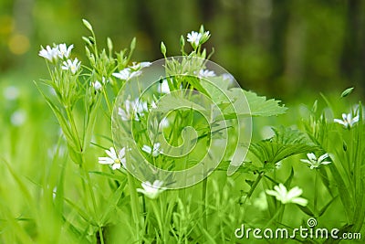Cerastium fontanum, also Cerastium holosteides - a herbaceous plant, a species of the genus Yaskolka of the Caryophyllaceae family Stock Photo
