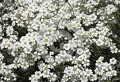 Cerastium is a genus of annual plants belonging to the family Caryophyllaceae. They are commonly called mouse-ear chickweed Stock Photo
