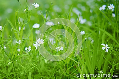 Cerastium is a genus of herbaceous plants in the Clove family Caryophyllaceae, distributed in temperate zones of the Northern Stock Photo