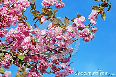 Cerasus serrulata (Japanese flowering cherry) Stock Photo