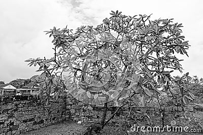 cerbera manghas exotic tree. cerbera manghas exotic tree. cerbera manghas tree outdoor. Stock Photo