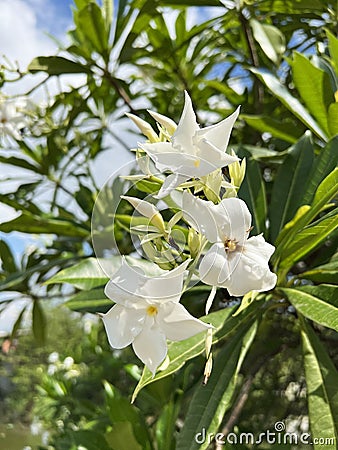 Cerbera manghas (sea mango) white flower and fruits. Stock Photo