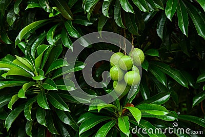 Cerbera odollam - Suicide tree, Pong-pong, OTHALANGAâ€‹ Stock Photo
