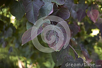 Purple leaves of Cercis canadensis tree Stock Photo