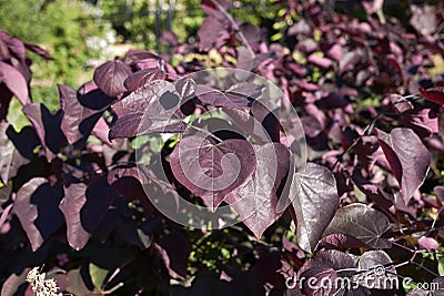 Purple leaves of Cercis canadensis tree Stock Photo