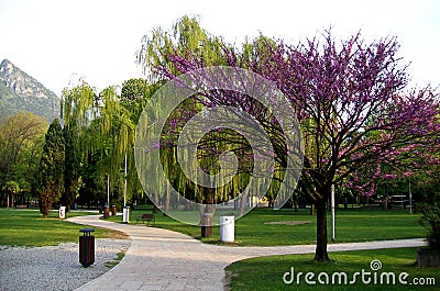 Cercis canadensis, the eastern redbud, blooming lilac-pink, at coastal park. Stock Photo