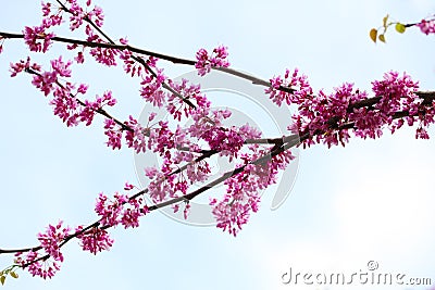 Cercis canadensis Flower Stock Photo