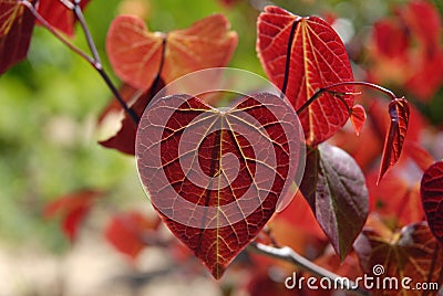 Cercis canadensis Forest Pansy, a Red bud tree Stock Photo