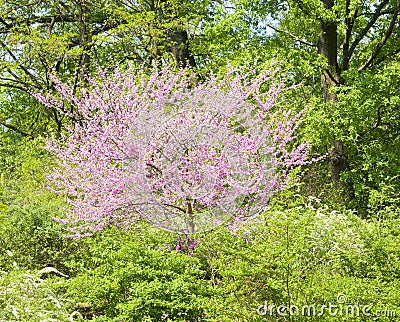 Cercis canadensis Stock Photo