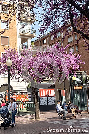 Cercis siliquastrum, commonly known as the Judas tree, blooms in the public garden. People rest sitting on a bench Editorial Stock Photo