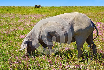Cerdo iberico iberian pork in Dehesa Spain Stock Photo
