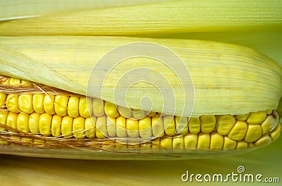 Cereal concept. Semi-husked ripe corn. Corn with leaves. Maize with hairs. Bright yellow grains Stock Photo