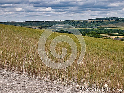 Cereal cultivation in the Chilterns, UK on arable land with superficial deposits of clay-with-flints Stock Photo