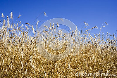 Cereal field Stock Photo