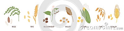 Cereal grains. Agriculture seeds and plants. Vegetarian nutrition. Different farm crops. Buckwheat and rice. Ear of corn Vector Illustration