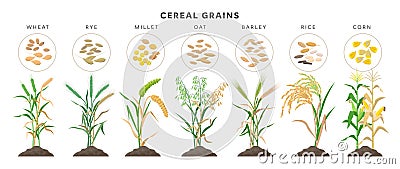 Cereal grains with seeds - set of icons, vector illustrations. Cereal grasses growing from soil isolated on white Vector Illustration